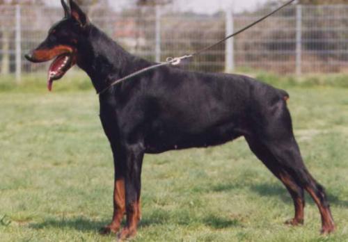 Ivy v.d. Böllenruthen | Black Doberman Pinscher