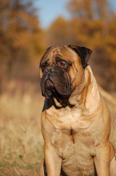 Absolyut Frankly Speaking | Bullmastiff 