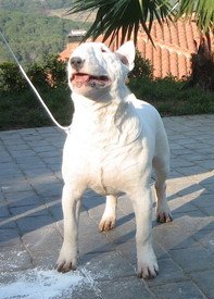 ever lordbull tristar | Bull Terrier 