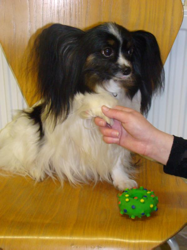 ANDZELI GOTSEND LAND K | Papillon 