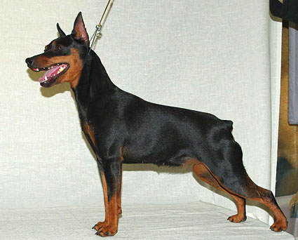 Malenkiy Kapitan Shagane | Miniature Pinscher 