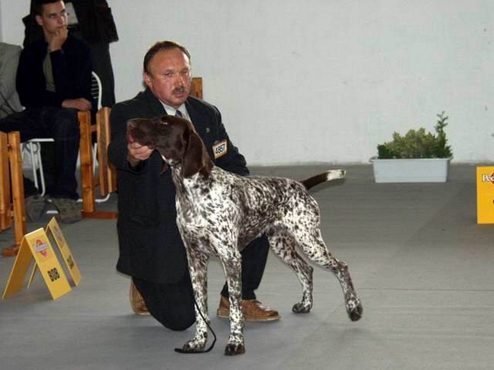 Malomkozi Joker | German Shorthaired Pointer 