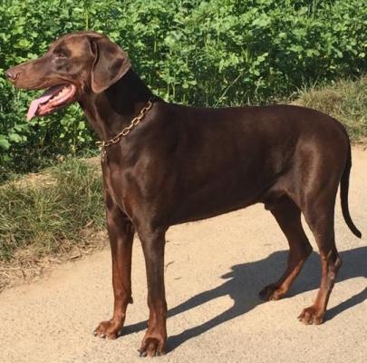 Connor v. Warringhof | Brown Doberman Pinscher
