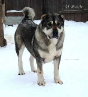 Hranitel Gor Vanga | Caucasian Mountain Dog 