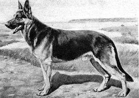 Iran von der Buchenhöhe | German Shepherd Dog 