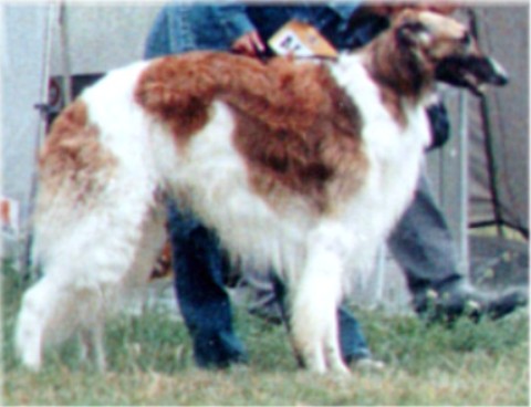 Klingsor's Nonius | Borzoi 