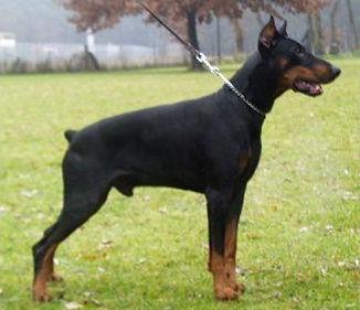 Arak v. Schwarzen Engel | Black Doberman Pinscher