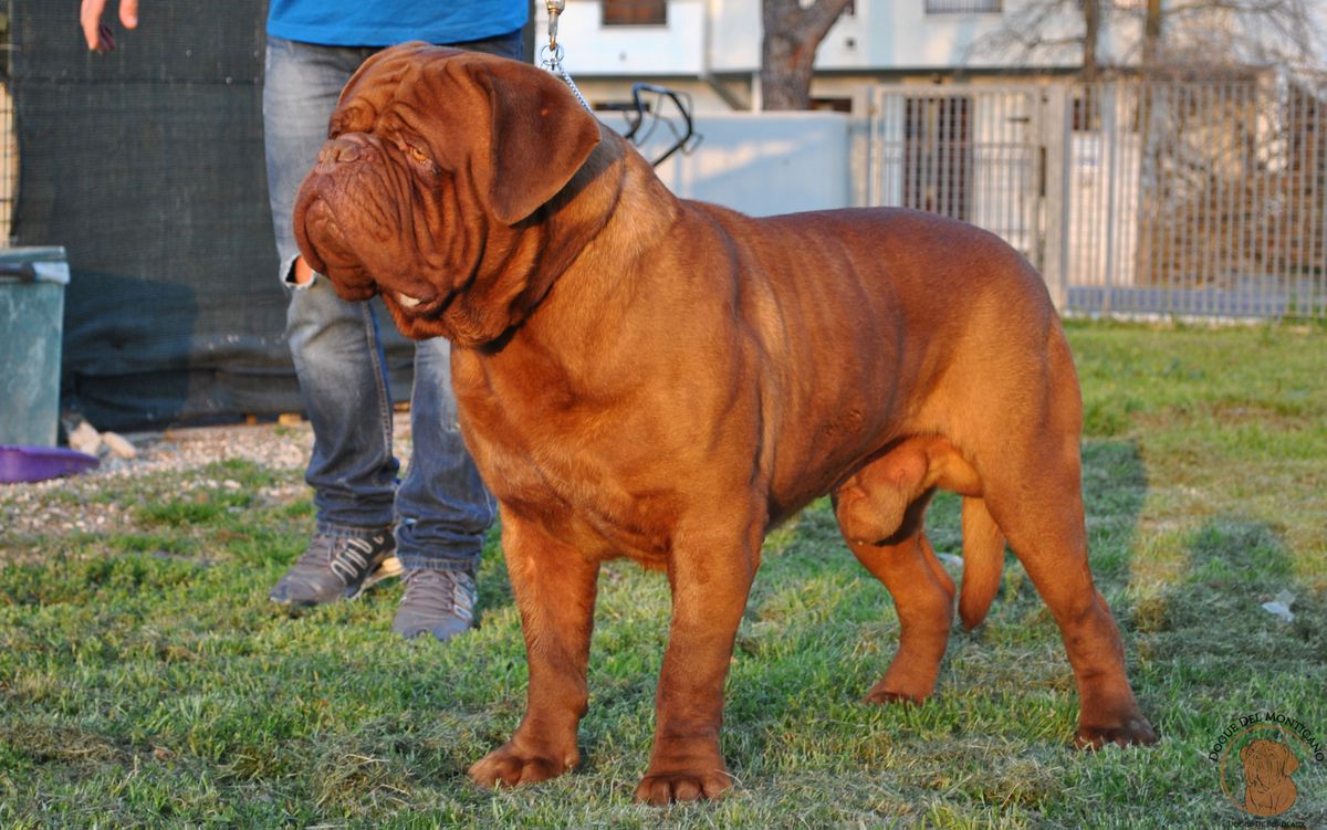 NERO DEI COLLI BERICI | Dogue de Bordeaux 