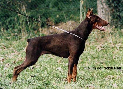 Opium dei Nobili Nati | Brown Doberman Pinscher