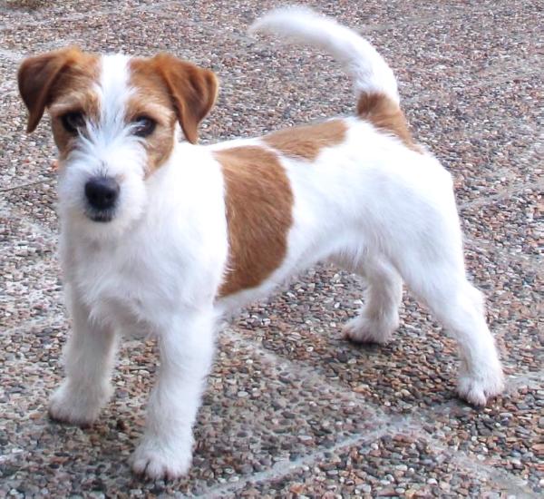 Ada | Jack Russell Terrier 