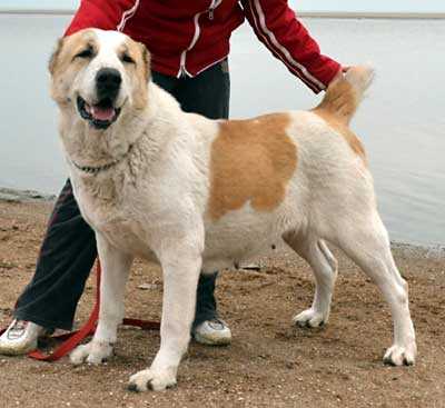 RYAZAN YAKSHI ZARBA | Central Asian Shepherd Dog 