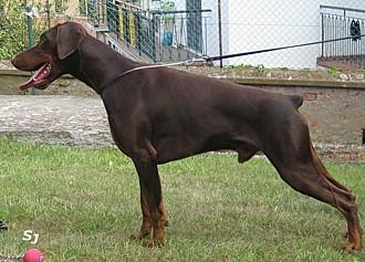 Paradiz Ronado Poseidon | Brown Doberman Pinscher