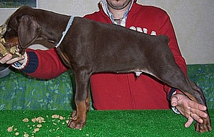 Paradiz Ronado Persey | Brown Doberman Pinscher