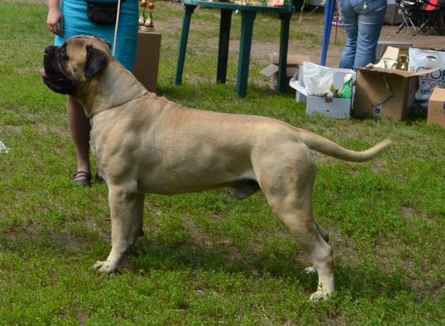 Aspen Ridge Restarting Golden Uelsi | Bullmastiff 