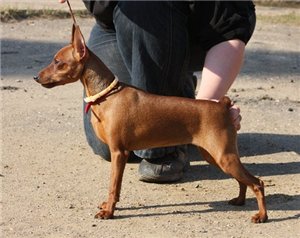 Nasha Marka Policia Nravov | Miniature Pinscher 