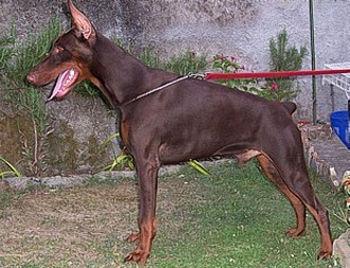 Paradiz Ronado Prometey | Brown Doberman Pinscher