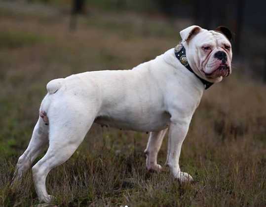 Cannon's Leica Lucille | Olde English Bulldogge 