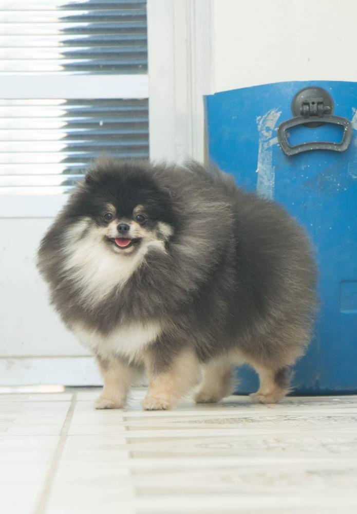 Balu a Blue Dream of Stella Star | Pomeranian 