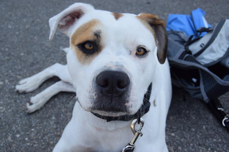 Bird Mountain Bulls Clarchen | American Bulldog 