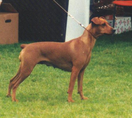 Of Leijliden PANDORA | German Pinscher 