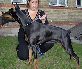 Paradiz Ronado Poesia | Black Doberman Pinscher