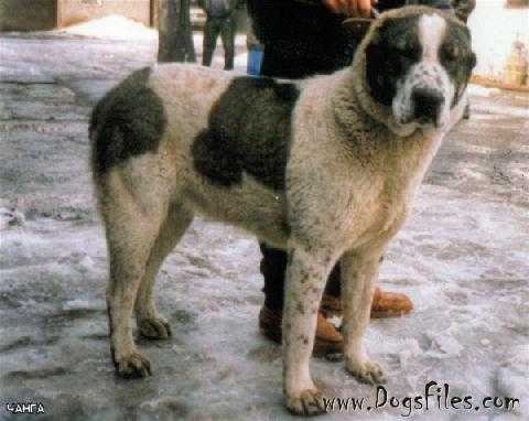 Changa -Han | Central Asian Shepherd Dog 