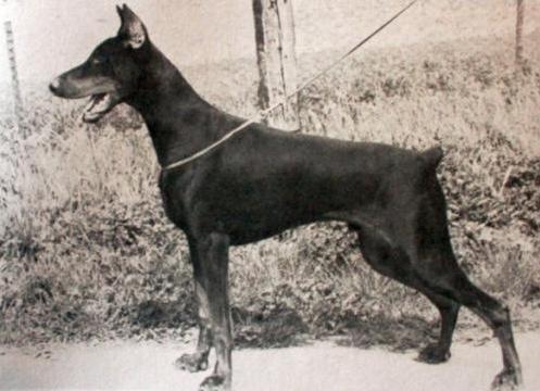 Gary v. Hagenstern | Black Doberman Pinscher