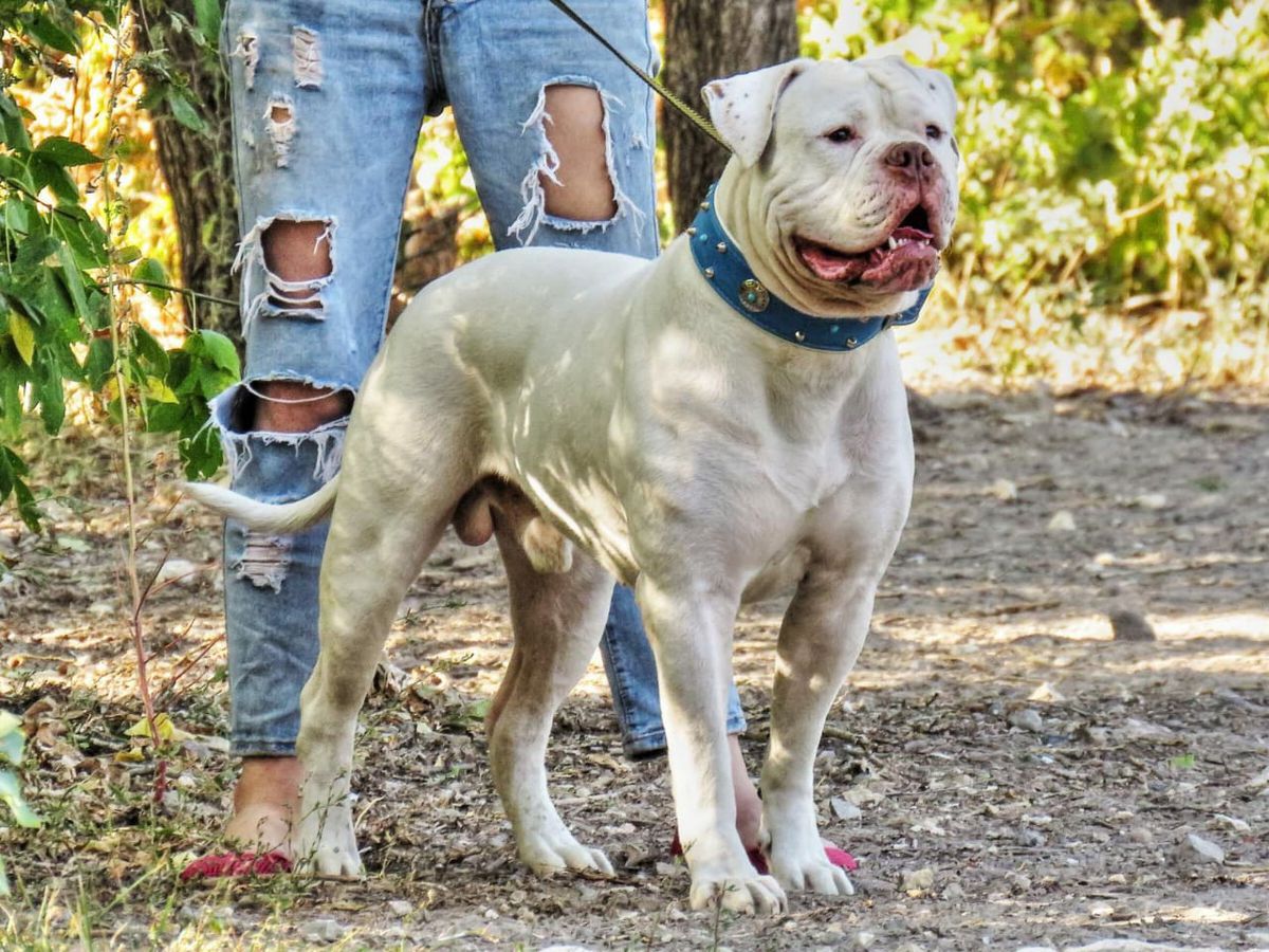 BAGRATION ULRICHI SAN DEMON | American Bulldog 