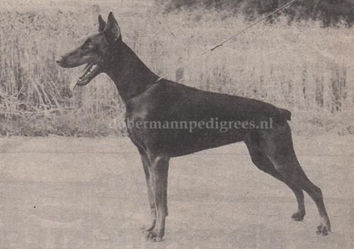 Brenda v. Spessart | Brown Doberman Pinscher