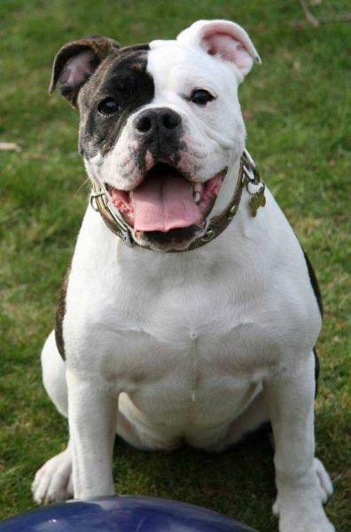 Catobulls Linse | Olde English Bulldogge 