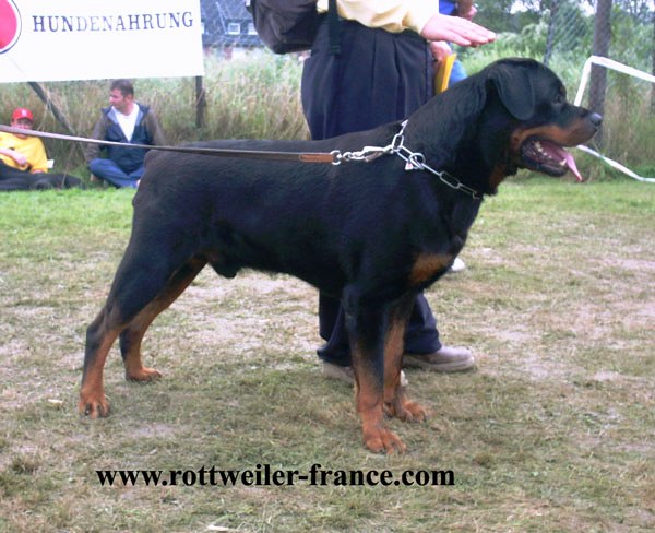 Condor Von Der Frankentanne | Rottweiler 