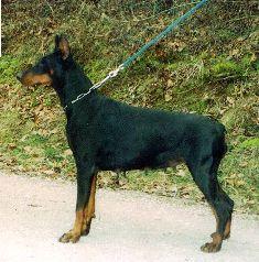 Aqui v. Traum der Jugend | Black Doberman Pinscher