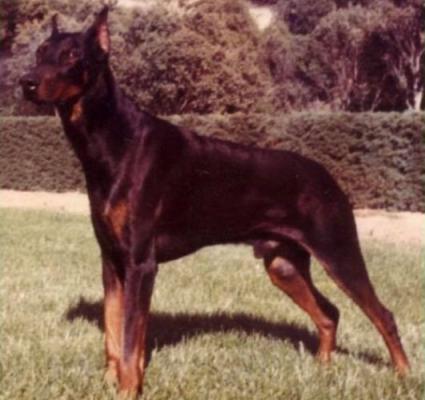 Falk v. Bayern | Black Doberman Pinscher