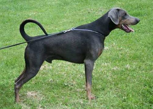 Calvin v. Brennenden Berg | Blue Doberman Pinscher