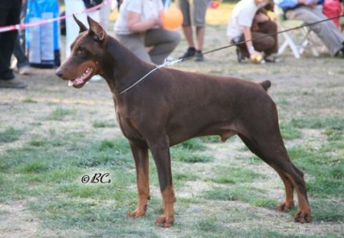 Jerome Favola di Satti | Brown Doberman Pinscher