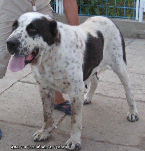 Ala-Gush | Central Asian Shepherd Dog 