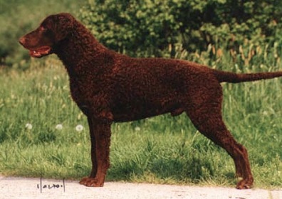 Caballus Inferno | Curly Coated Retriever 