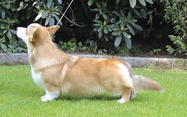 Hillberry Love Spoon | Pembroke Welsh Corgi 