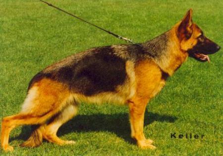 Larissa von der Noriswand | German Shepherd Dog 