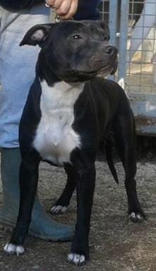 Absoluty Dark Lightning | American Staffordshire Terrier 