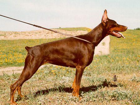 Tsaritsa iz Slavnoi Stai | Brown Doberman Pinscher