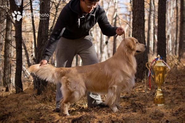 Buzz | Golden Retriever 