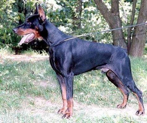 Emelyan iz Zoosfery | Black Doberman Pinscher