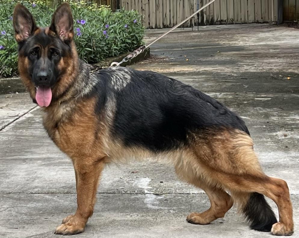 Fendi de Casa Celta | German Shepherd Dog 