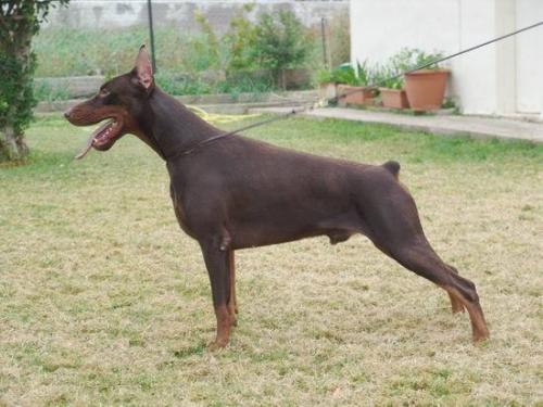 Ruslan de Grande Vinko | Brown Doberman Pinscher