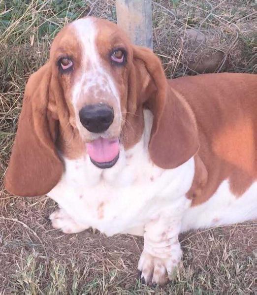 Barnes' Daphne of Looney Bin's | Basset Hound 