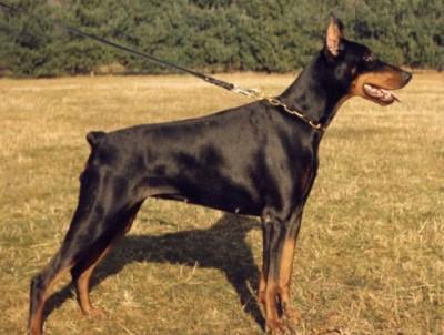 Draga de Chastenay | Black Doberman Pinscher