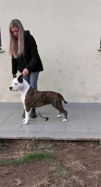 Hot Heads Alaska | American Staffordshire Terrier 