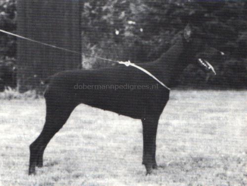 Athene v. Eschenhof | Black Doberman Pinscher