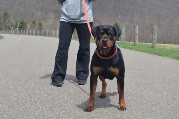 Lexie Defender Of Life | Rottweiler 